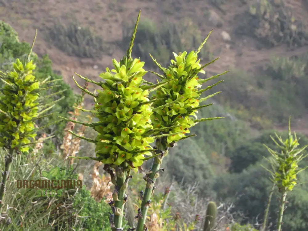 Puya Chilensis Flower Seeds For Planting Growing Bold And Exquisite Blooms For Your Garden