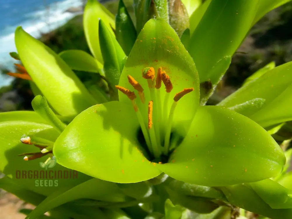 Puya Chilensis Flower Seeds For Planting Growing Bold And Exquisite Blooms For Your Garden