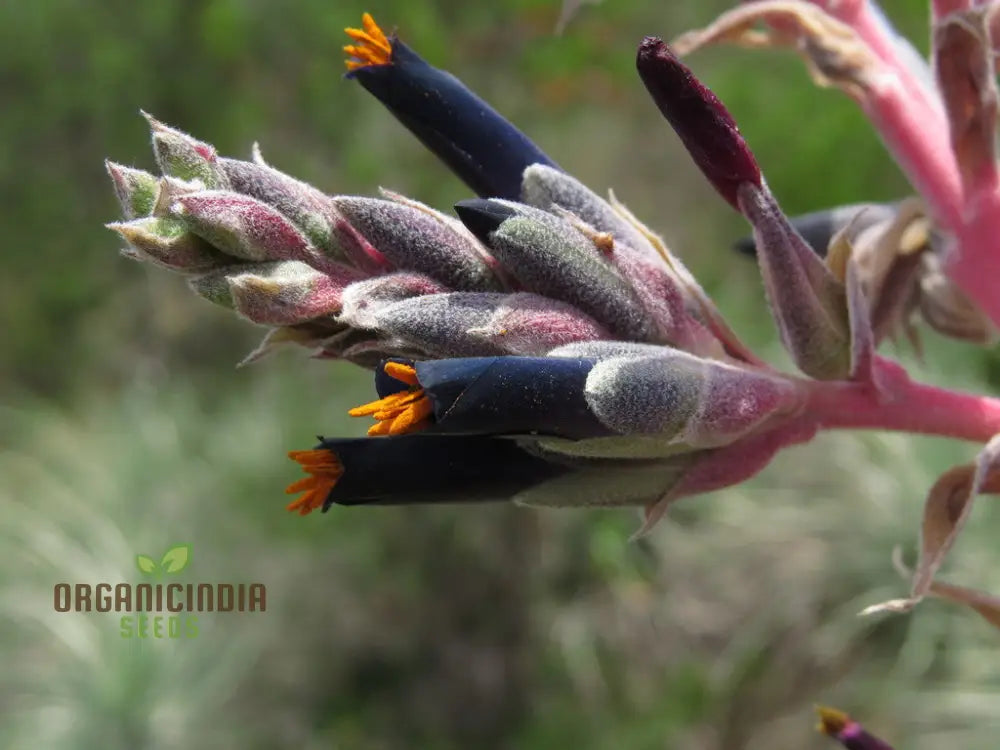 Puya Coerulea Var. Black Flower Seeds For Planting Growing Striking Blue-Green Blooms For Your