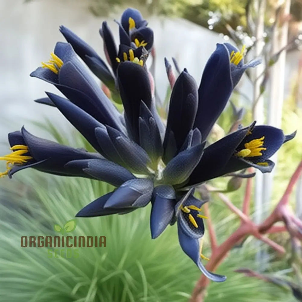 Puya Coerulea Var. Black Flower Seeds For Planting Growing Striking Blue-Green Blooms For Your