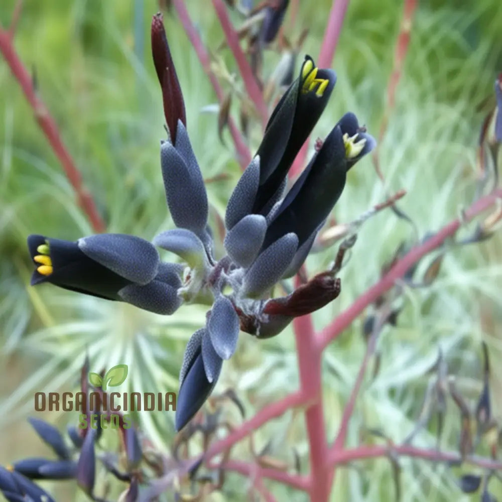 Puya Coerulea Var. Black Flower Seeds For Planting Growing Striking Blue-Green Blooms For Your