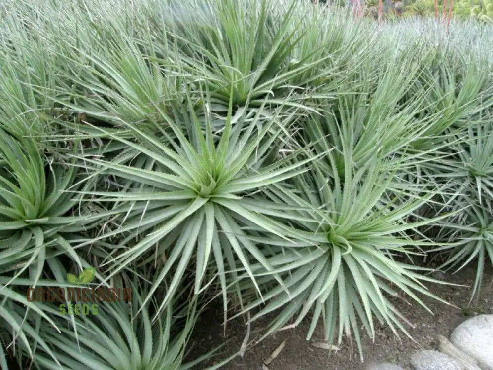 Puya Coerulea Var. Violacea Planting Seeds For Growing Exotic Violet-Tinged Blooms For Your Garden