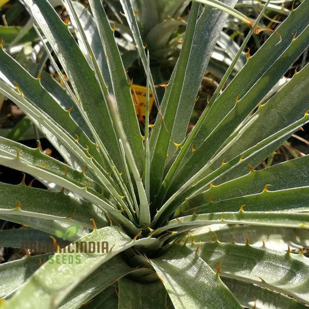 Puya Coerulea Var. Violacea Planting Seeds For Growing Exotic Violet-Tinged Blooms For Your Garden