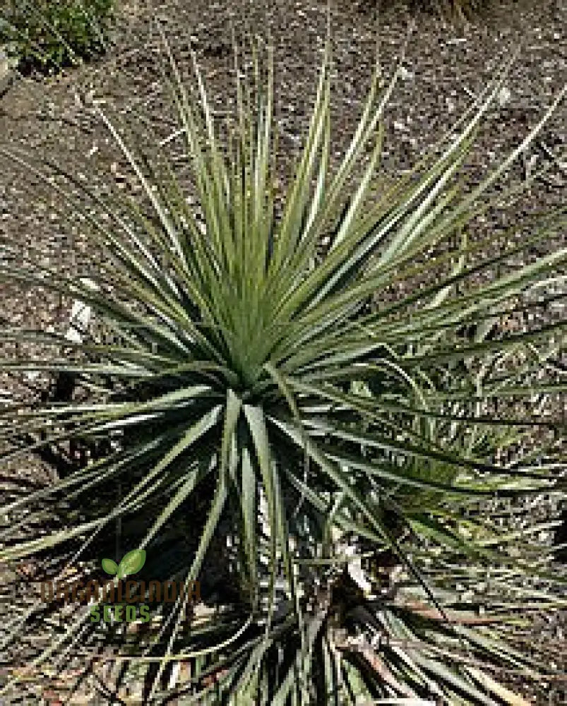 Puya Coerulea Var. Violacea Planting Seeds For Growing Exotic Violet-Tinged Blooms For Your Garden