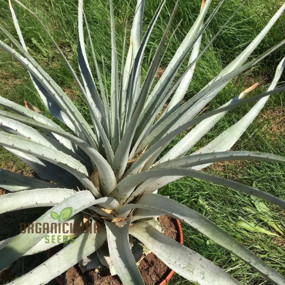 Puya Harmsii Planting Seeds For Cultivating Unique And Vibrant Blooms For Your Garden