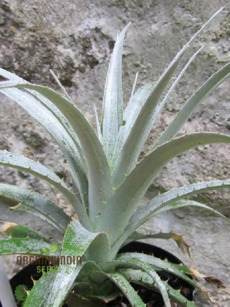 Puya Harmsii Planting Seeds For Cultivating Unique And Vibrant Blooms For Your Garden