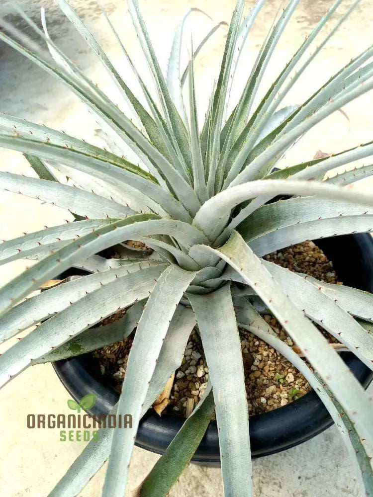 Puya Harmsii Planting Seeds For Cultivating Unique And Vibrant Blooms For Your Garden