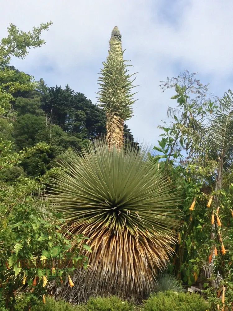 Puya Raimondii Planting Seeds For Exotic And Rare Blooms For Your Garden