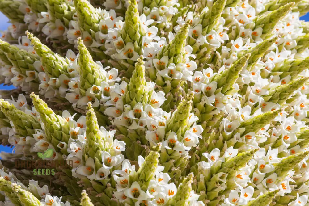 Puya Raimondii Planting Seeds For Exotic And Rare Blooms For Your Garden