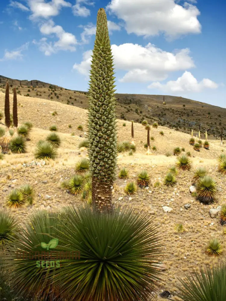 Puya Raimondii Planting Seeds For Exotic And Rare Blooms For Your Garden