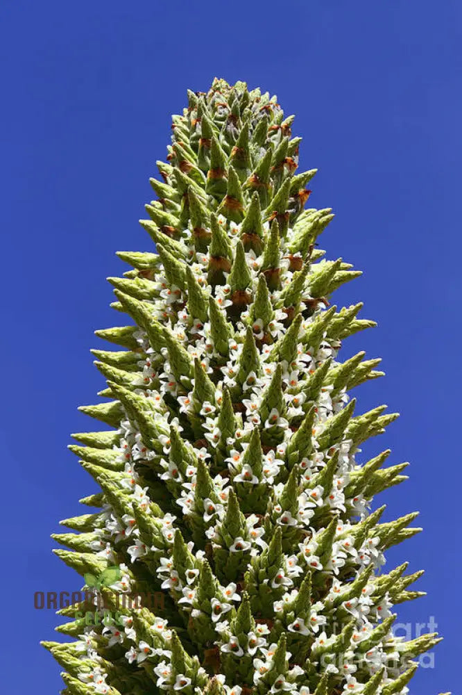 Puya Raimondii Planting Seeds For Exotic And Rare Blooms For Your Garden