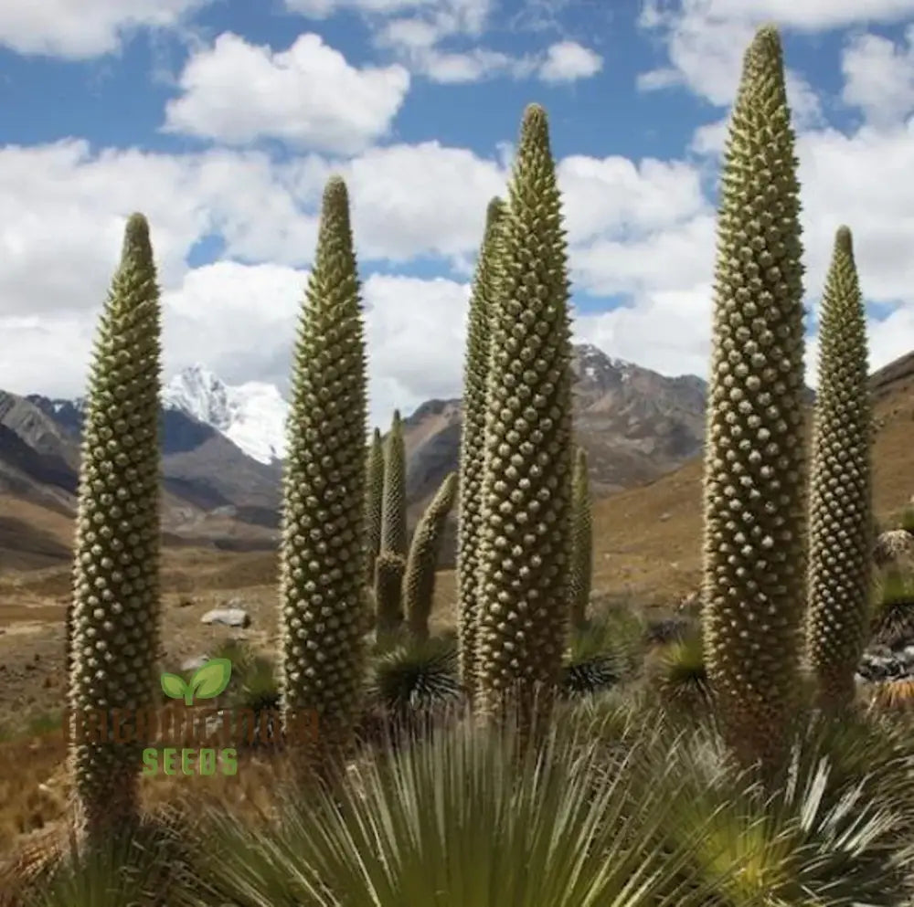 Puya Raimondii Planting Seeds For Exotic And Rare Blooms For Your Garden