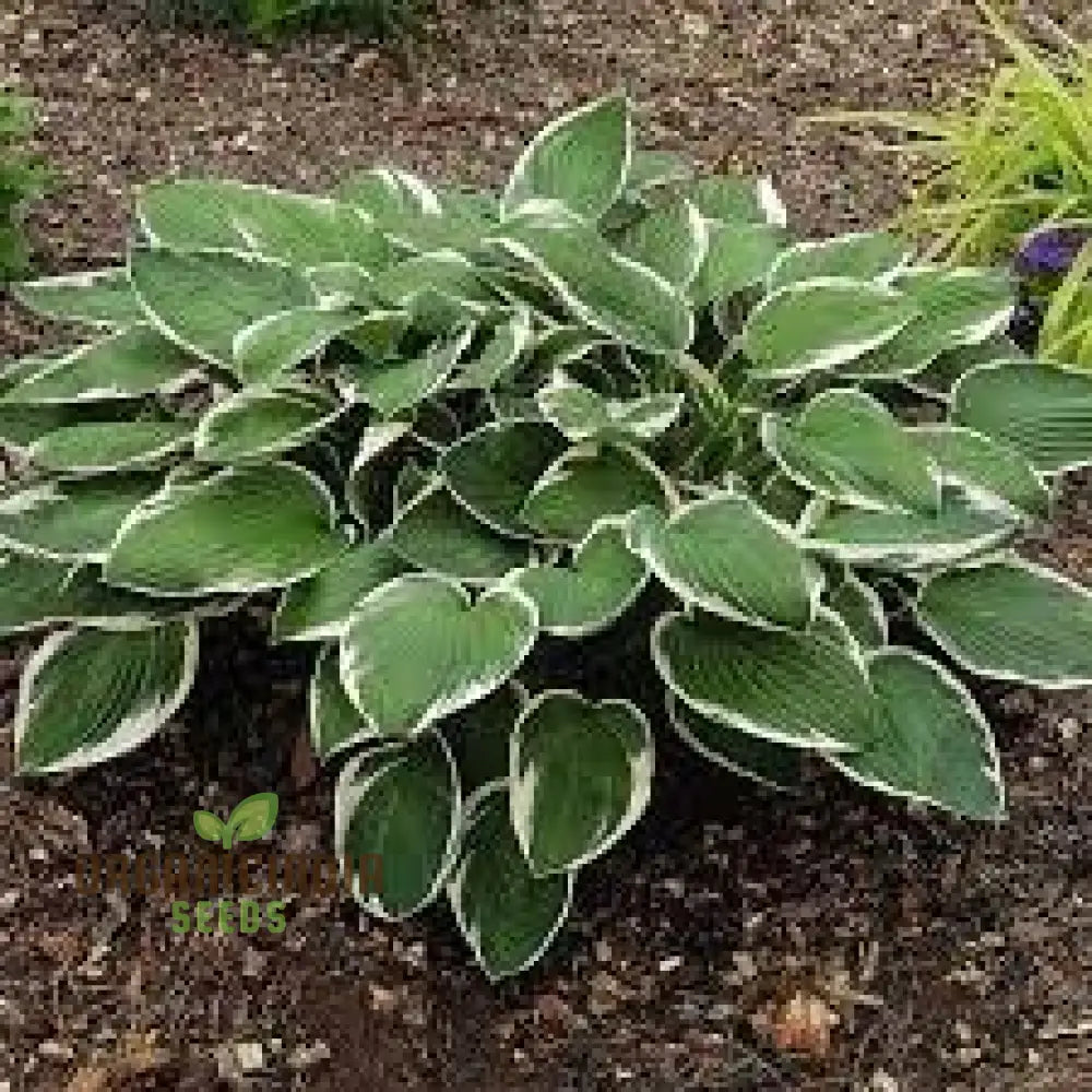 Puzzles100Pcs Hosta Seeds For Sale 100Pcs Packet High-Quality Perennial Bulk