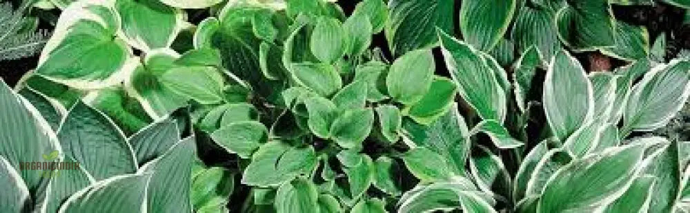 Puzzles100Pcs Hosta Seeds For Sale 100Pcs Packet High-Quality Perennial Bulk