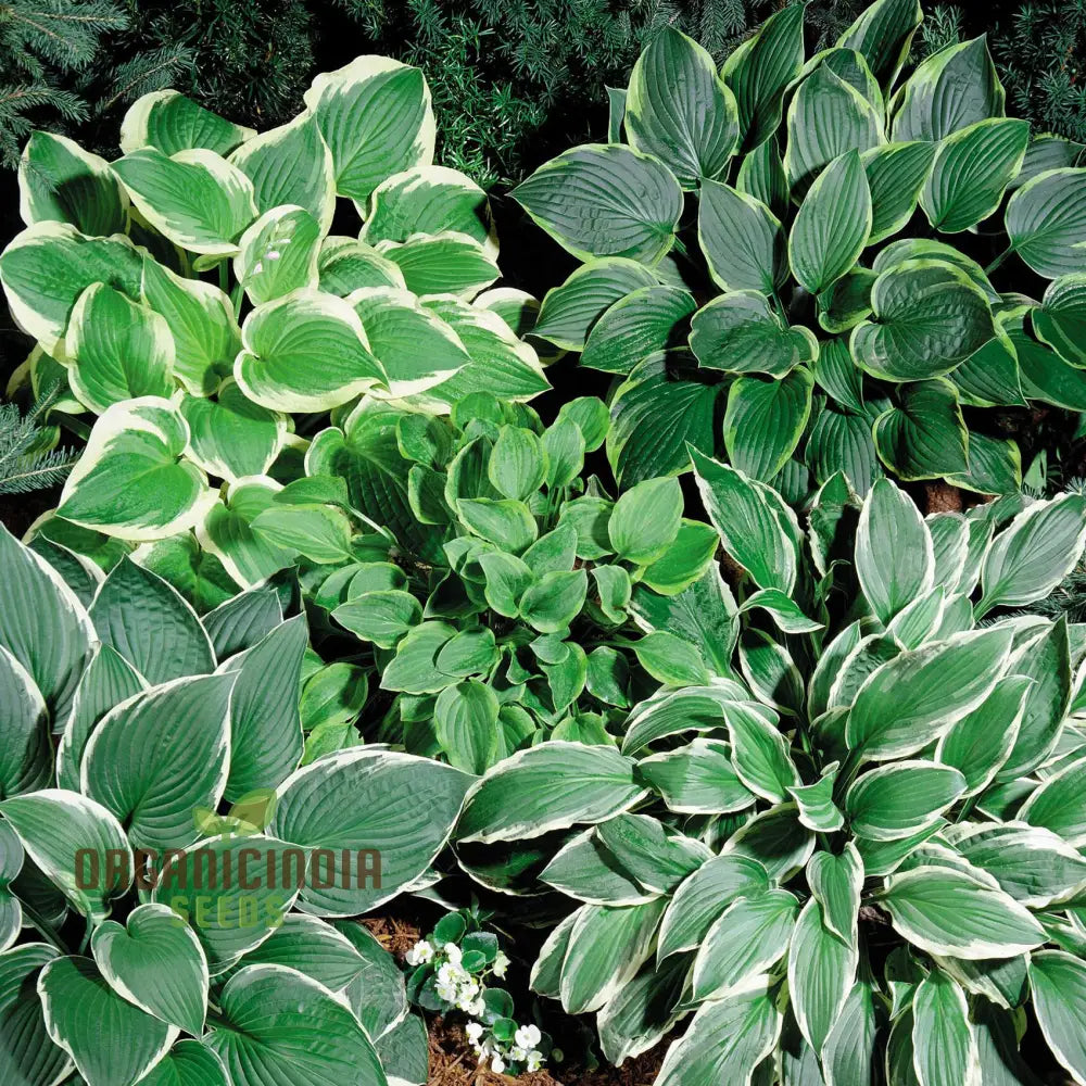 Puzzles100Pcs Hosta Seeds For Sale 100Pcs Packet High-Quality Perennial Bulk