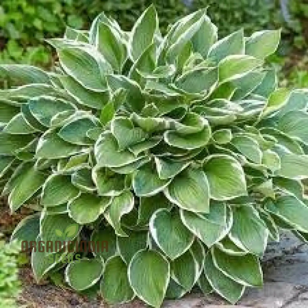 Puzzles100Pcs Hosta Seeds For Sale 100Pcs Packet High-Quality Perennial Bulk