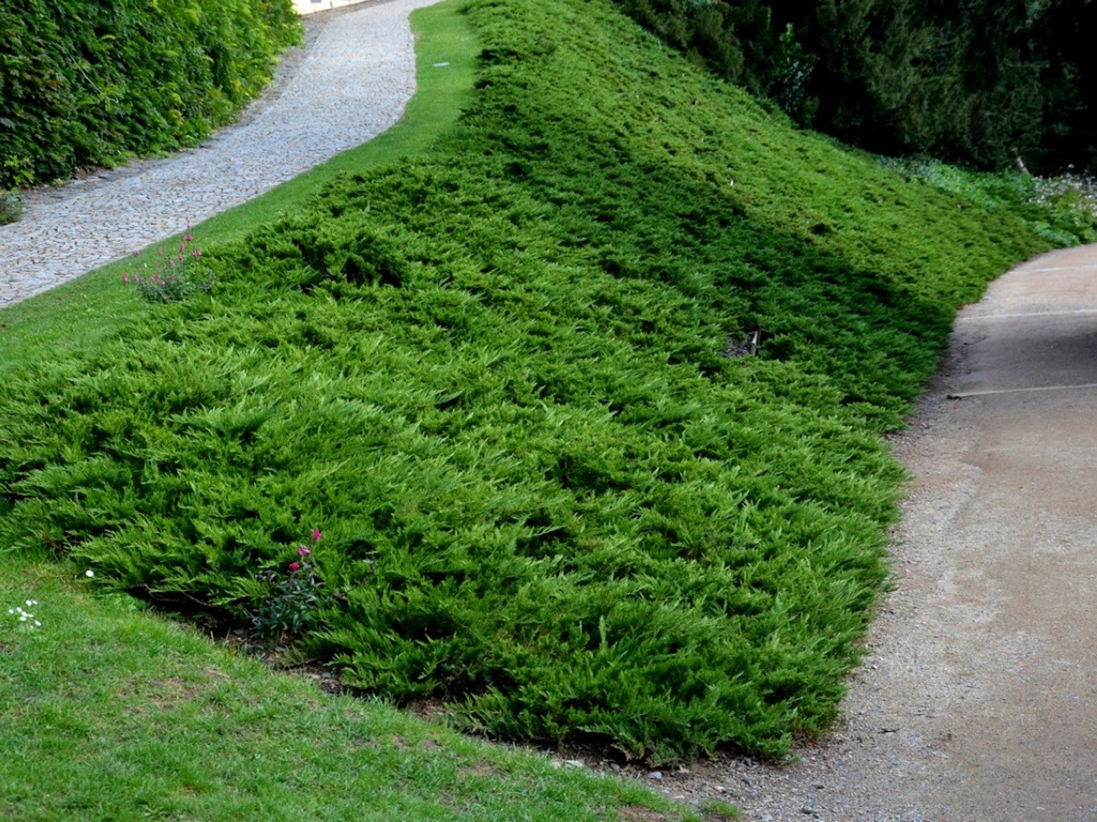 Spreading Evergreen for Erosion Control & Landscaping