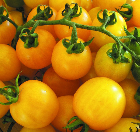 Big Yellow Tomato Seeds for Home Planting Grow Juicy, Sweet Tomatoes in Your Garden