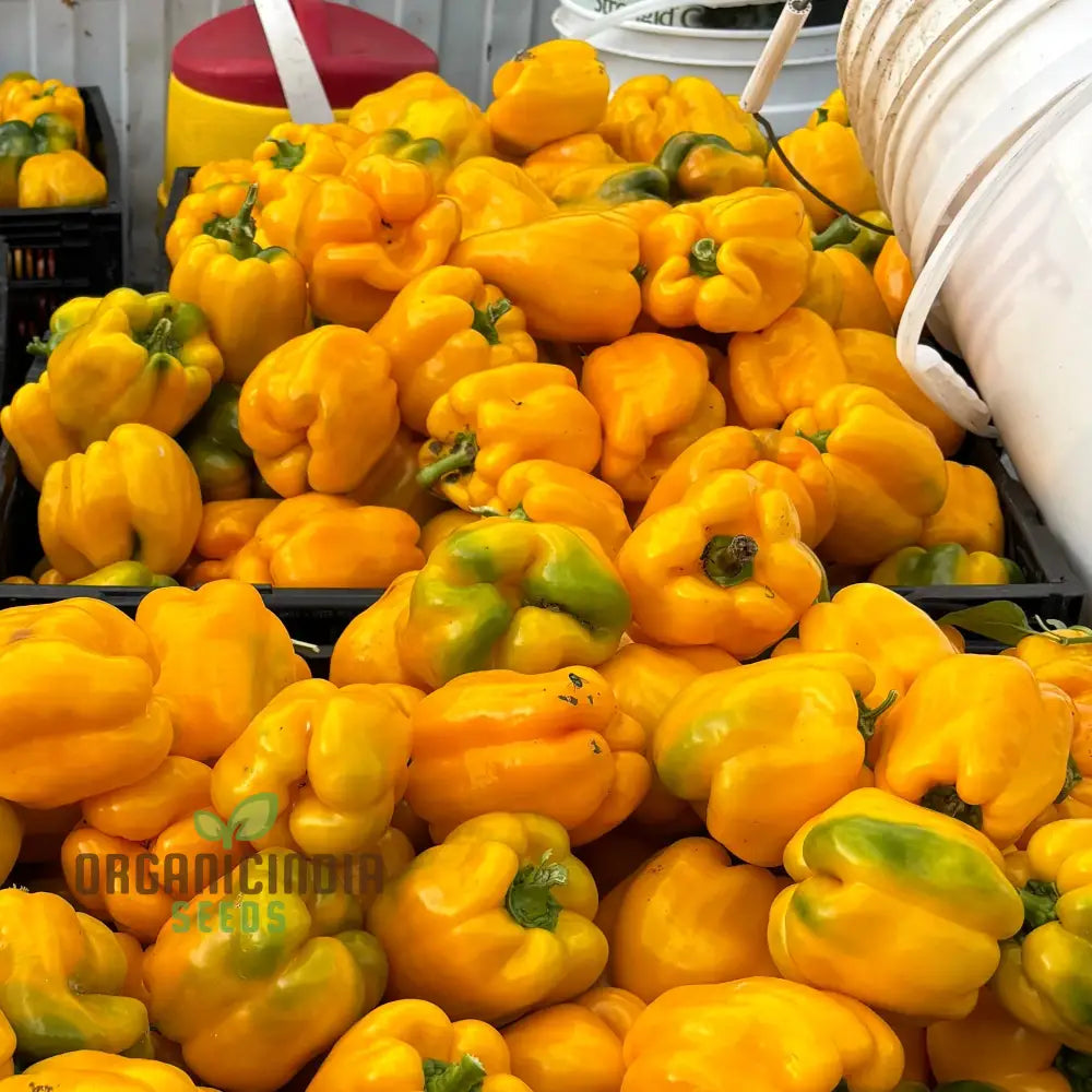 Quadrato Asti Giallo Pepper Vegetable Seeds Premium Quality For Gardening Enthusiasts