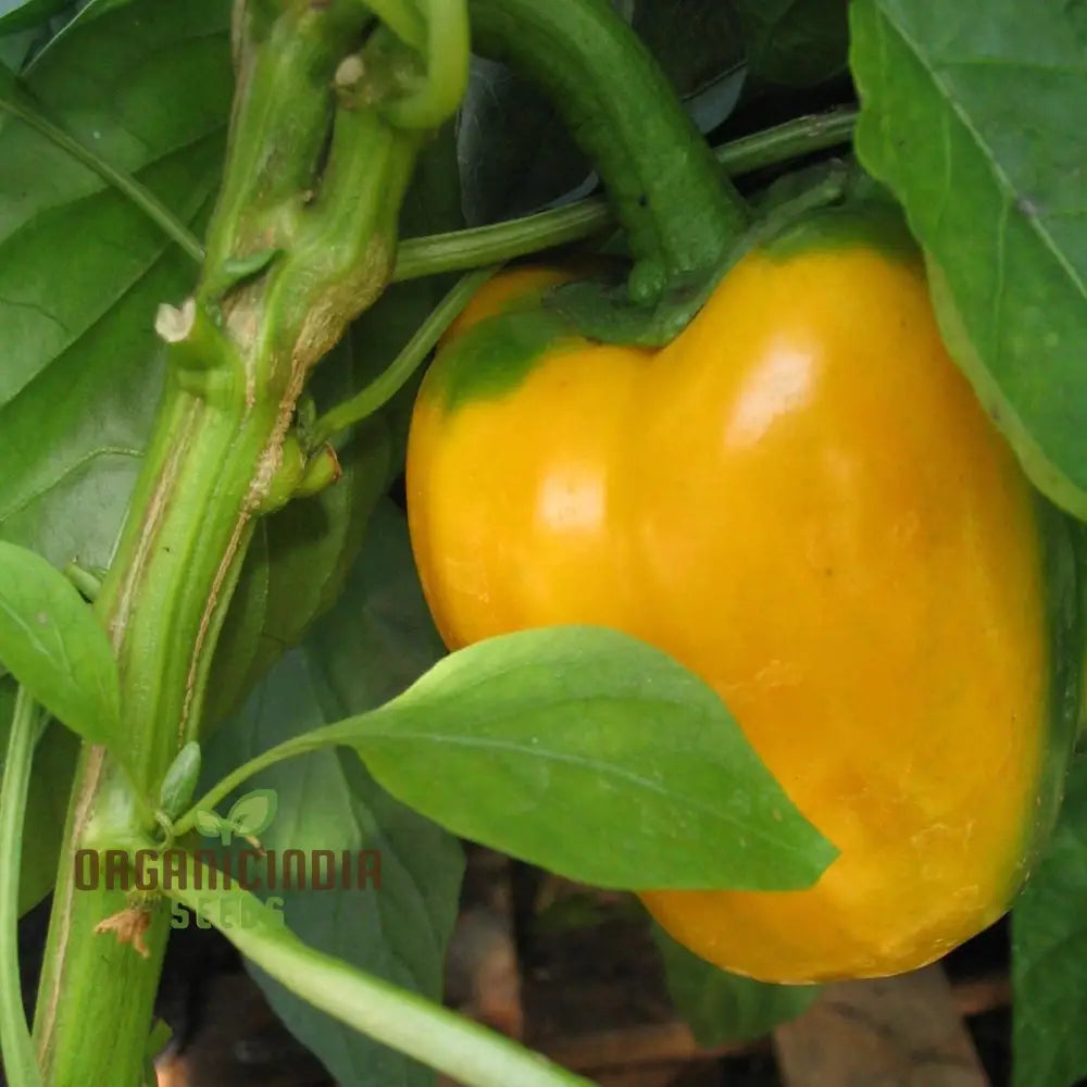 Quadrato Asti Giallo Pepper Vegetable Seeds Premium Quality For Gardening Enthusiasts