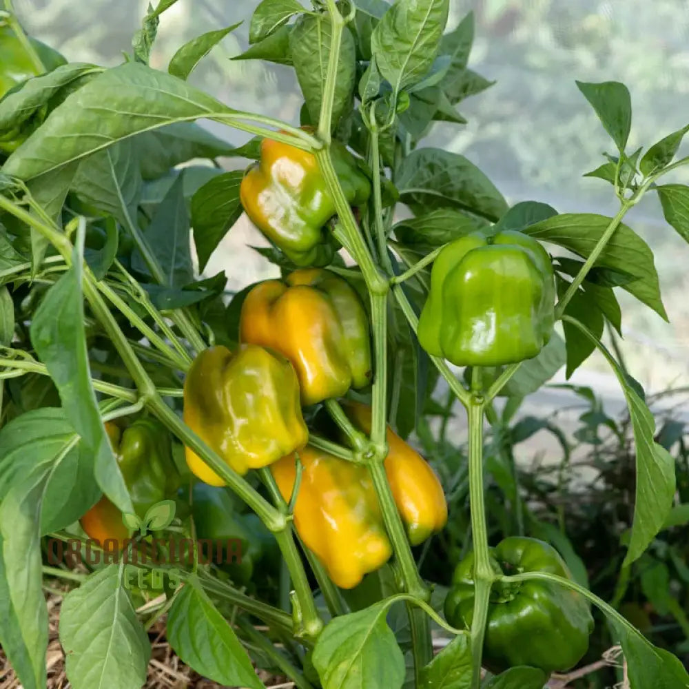 Quadrato Asti Giallo Pepper Vegetable Seeds Premium Quality For Gardening Enthusiasts