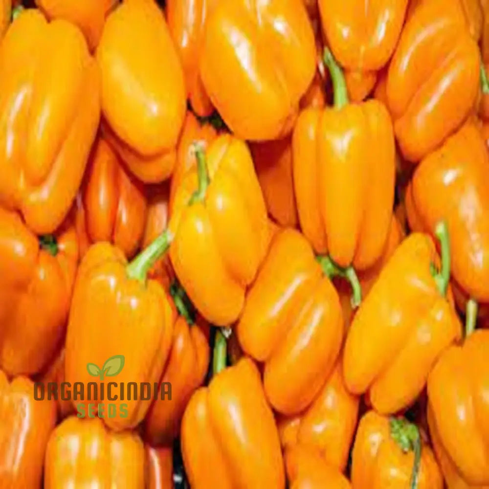 Quadrato Asti Giallo Pepper Vegetable Seeds Premium Quality For Gardening Enthusiasts