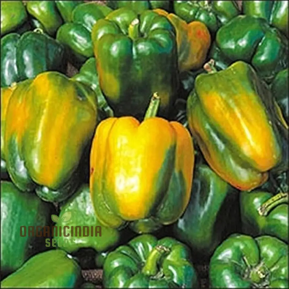 Quadrato Asti Giallo Pepper Vegetable Seeds Premium Quality For Gardening Enthusiasts