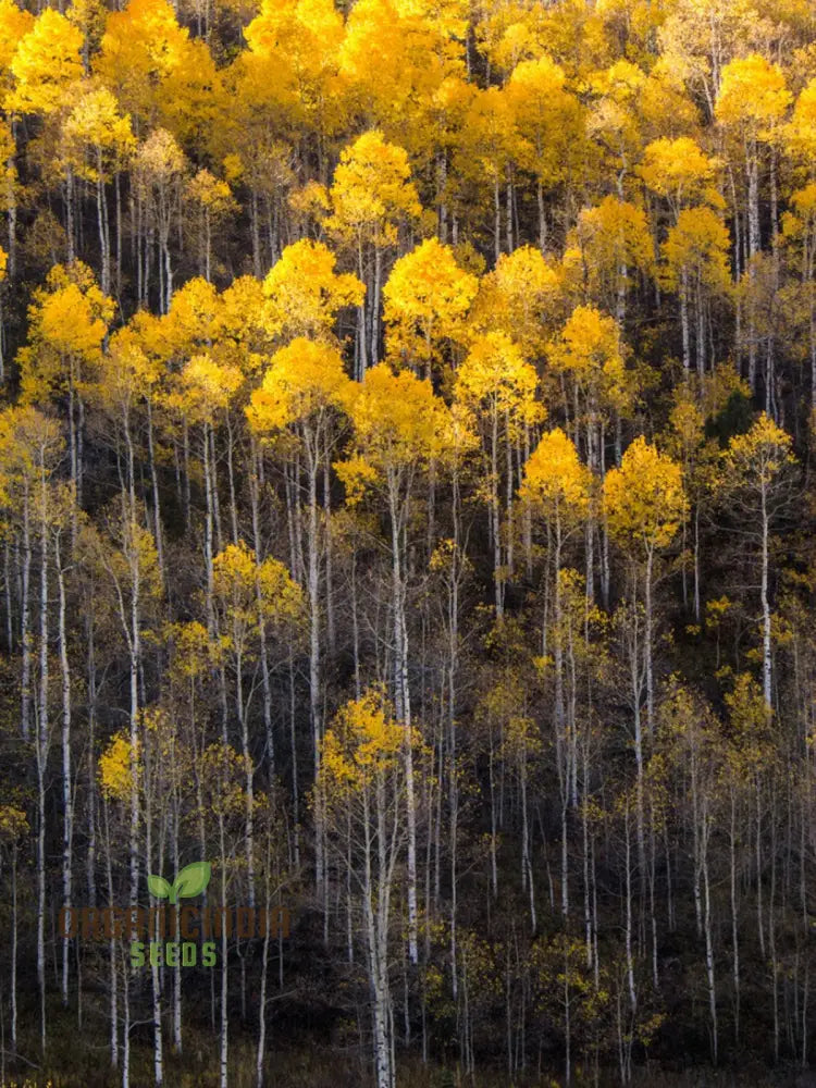 Quaking Aspen Tree Seeds Populous Tremolites North American