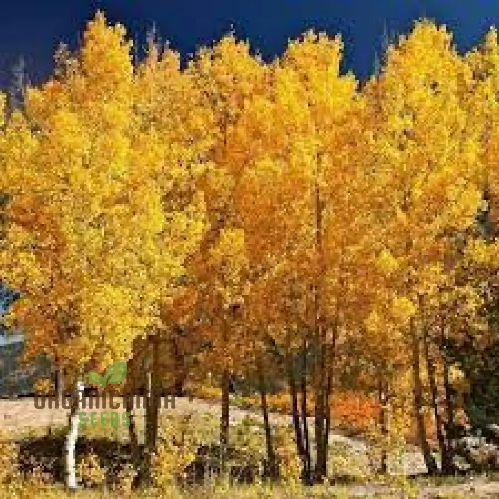 Quaking Aspen Tree Seeds Populous Tremolites North American