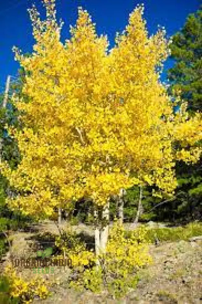 Quaking Aspen Tree Seeds Populous Tremolites North American