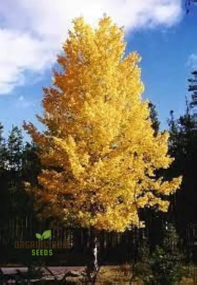 Quaking Aspen Tree Seeds Populous Tremolites North American