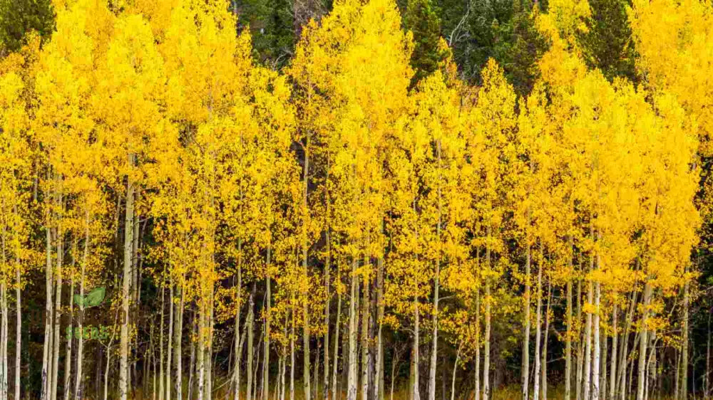 Quaking Aspen Tree Seeds Populous Tremolites North American