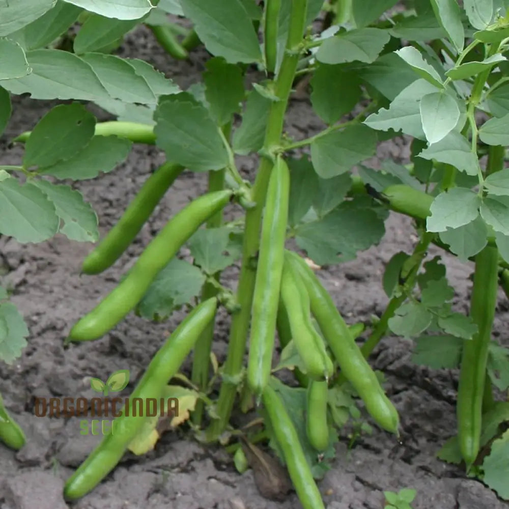 Quality Broad Bean Seeds ’Crimson-Flowered’ - Ideal For Gardening Planting And Growing Your Own