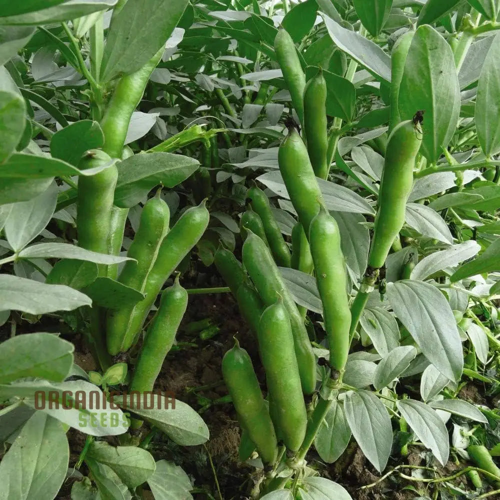 Quality Broad Bean Seeds ’Crimson-Flowered’ - Ideal For Gardening Planting And Growing Your Own