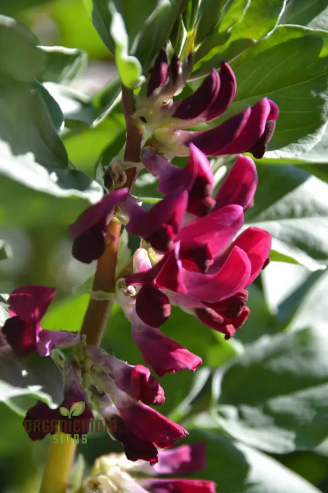 Quality Broad Bean Seeds ’Crimson-Flowered’ - Ideal For Gardening Planting And Growing Your Own