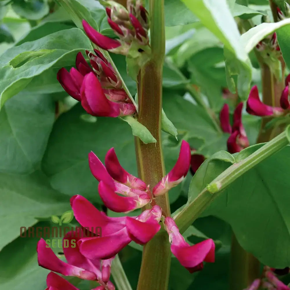 Quality Broad Bean Seeds ’Crimson-Flowered’ - Ideal For Gardening Planting And Growing Your Own