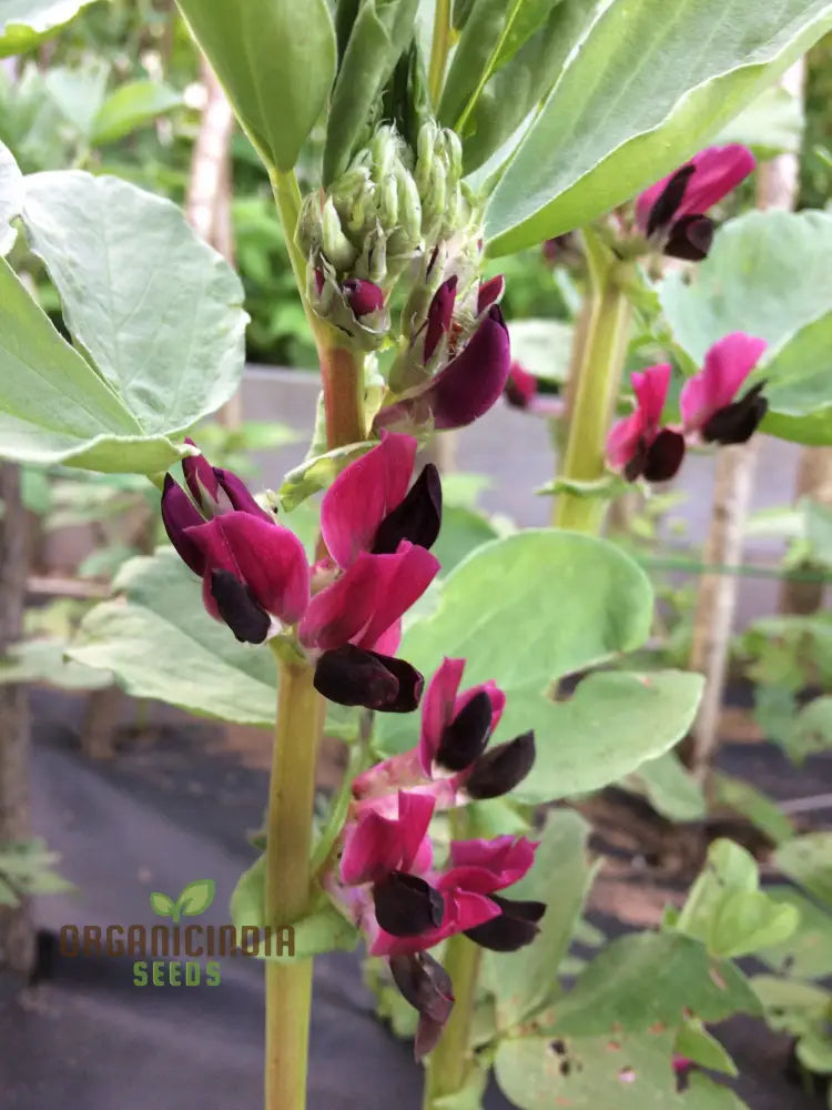 Quality Broad Bean Seeds ’Crimson-Flowered’ - Ideal For Gardening Planting And Growing Your Own