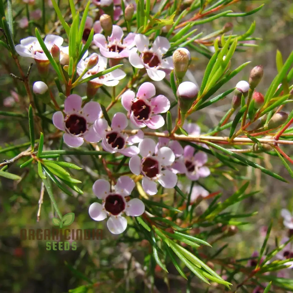 Quality Wax Flower Seeds Mix For Planting | Organic Vegetable Online