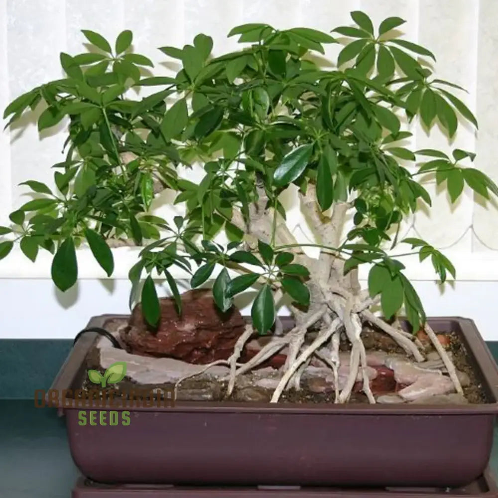 Queensland Umbrella Tree Seeds - Schefflera Actinophylla For Gardening Enthusiasts Seeking Tropical