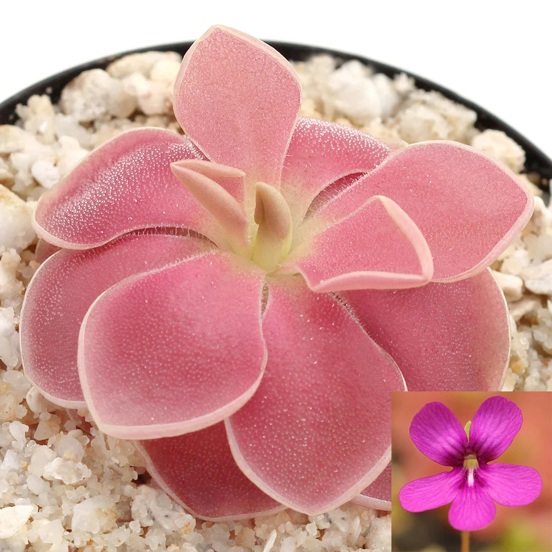 "Mexican Butterwort Seeds, Planting - 100 pcs" - Flower seeds