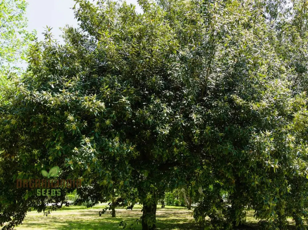 Quercus Ilex (Acorn) Tree Seeds For Planting Growing Majestic Evergreen Oaks For Your Landscape