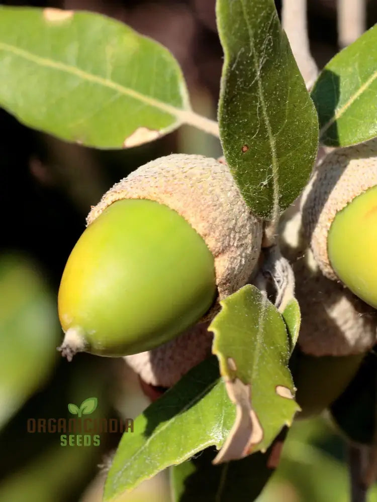 Quercus Ilex (Acorn) Tree Seeds For Planting Growing Majestic Evergreen Oaks For Your Landscape