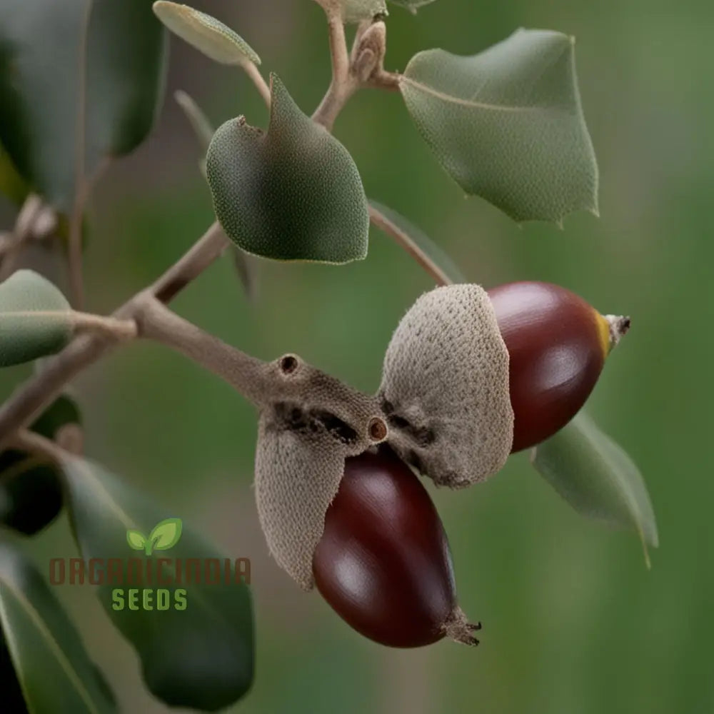 Quercus Ilex (Acorn) Tree Seeds For Planting Growing Majestic Evergreen Oaks For Your Landscape