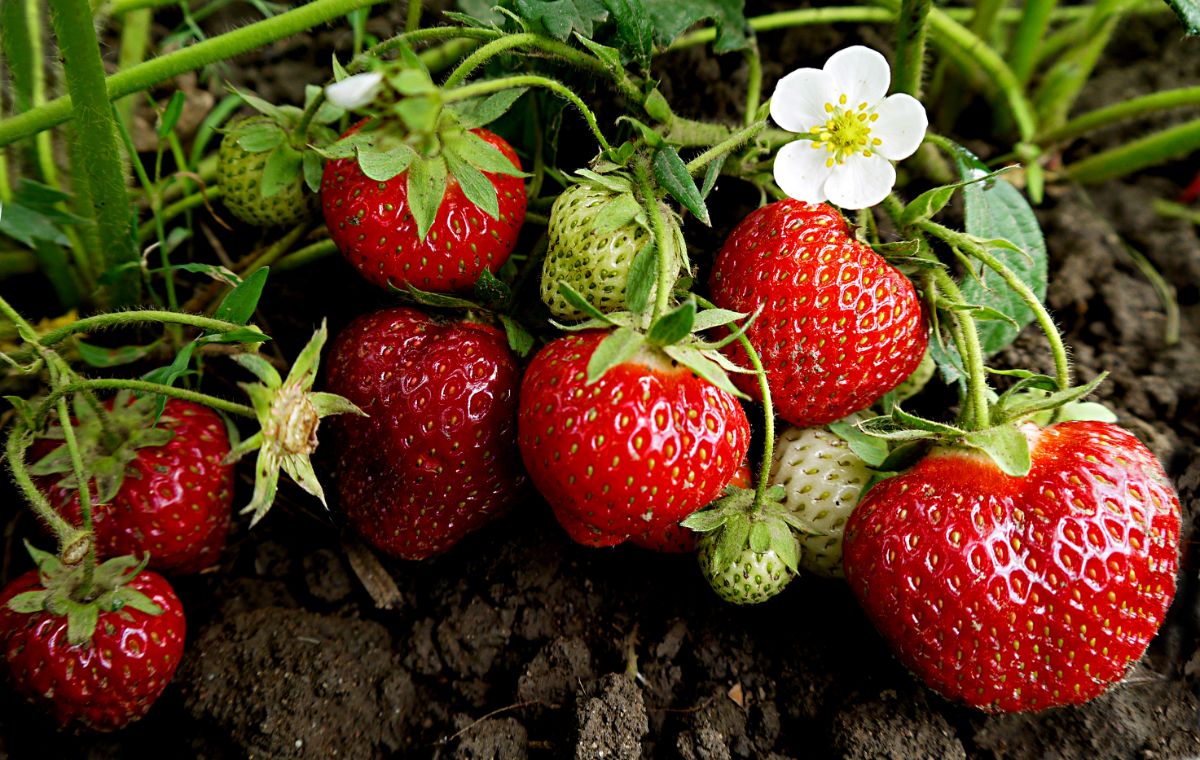 Quinault Strawberry Seeds for Planting – Everbearing, Sweet & Juicy Berries