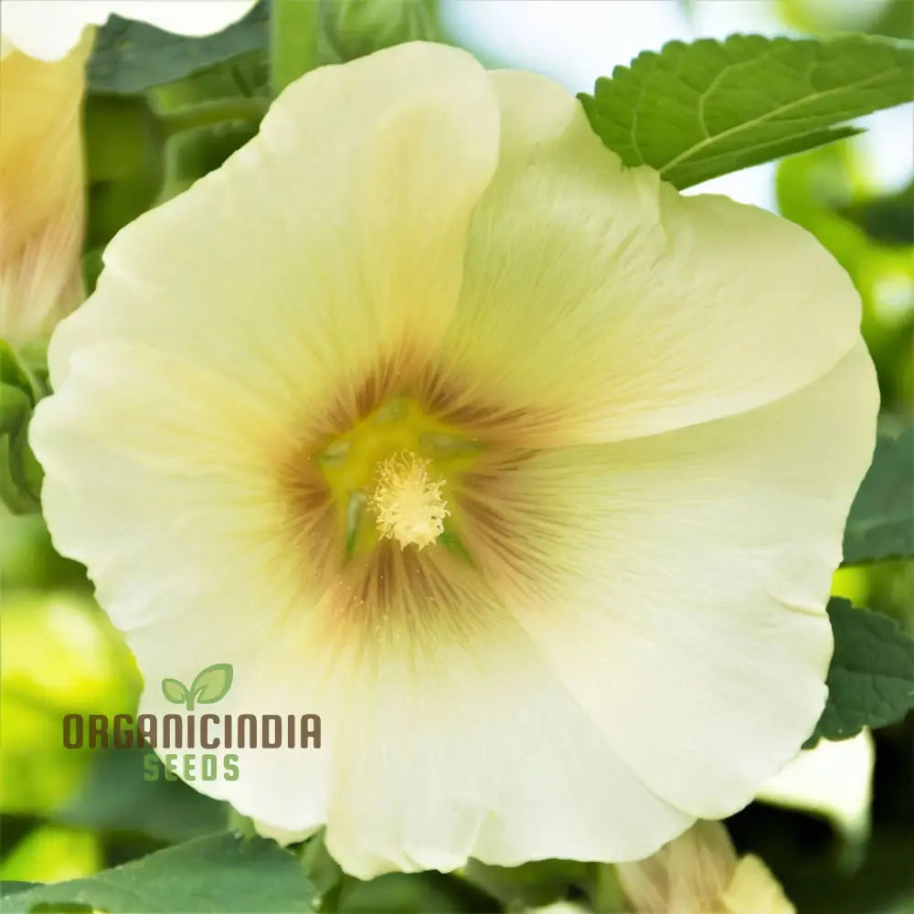 Radiant Blooms Yellow Giant Hollyhock Flower Seeds - Ideal For Perennial Planting And Gardening To