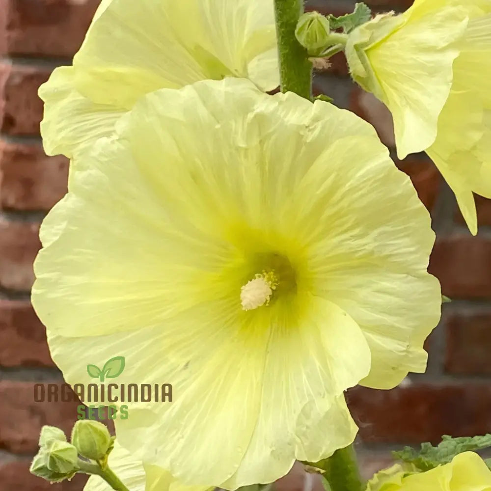 Radiant Blooms Yellow Giant Hollyhock Flower Seeds - Ideal For Perennial Planting And Gardening To