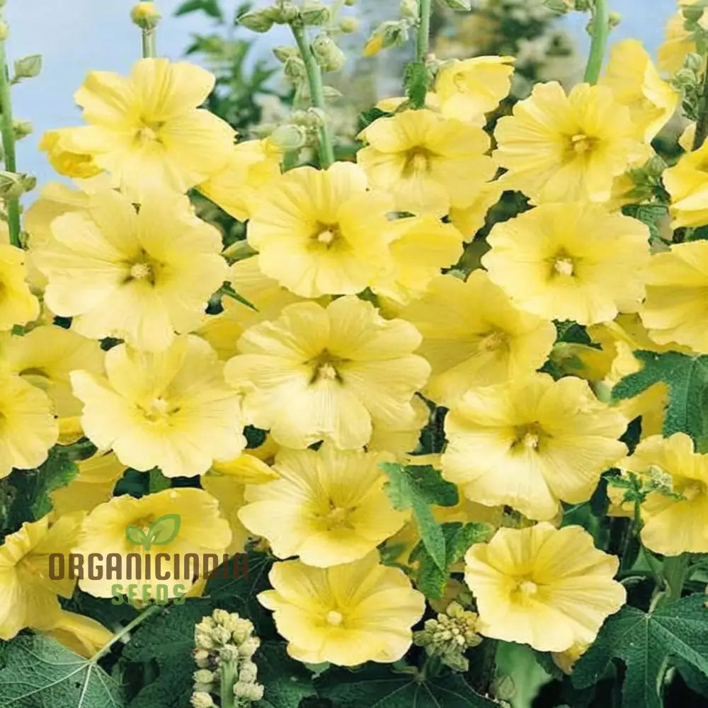 Radiant Blooms Yellow Giant Hollyhock Flower Seeds - Ideal For Perennial Planting And Gardening To