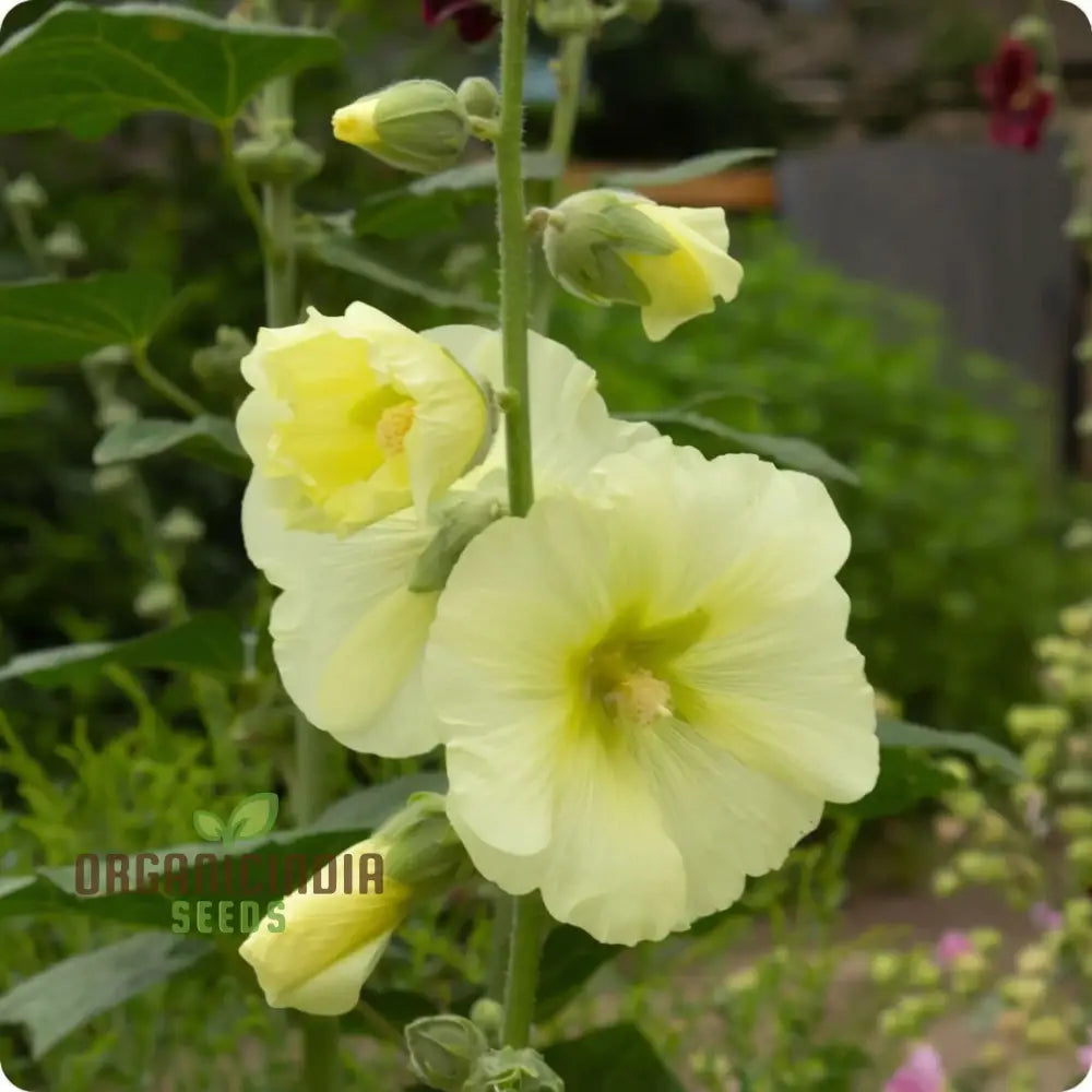 Radiant Blooms Yellow Giant Hollyhock Flower Seeds - Ideal For Perennial Planting And Gardening To