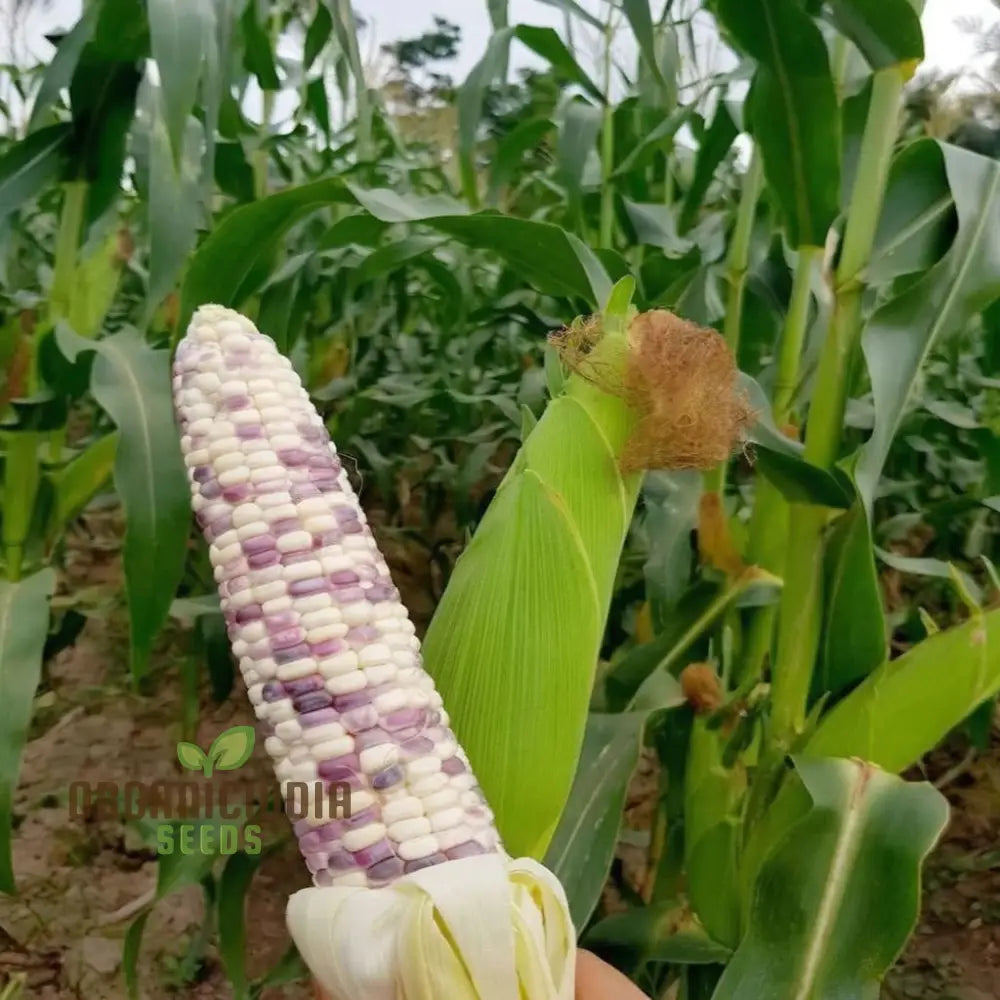 Radiant Gem Corn Seeds Grow Your Own Ornamental Vegetable Squash And Gourds