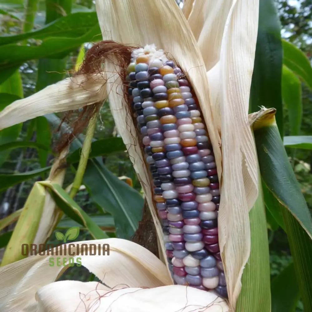 Radiant Gem Corn Seeds Grow Your Own Ornamental Vegetable Squash And Gourds